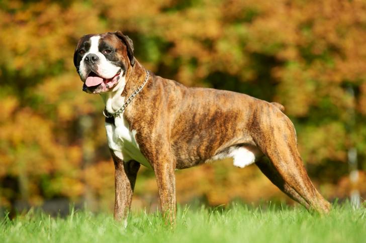 Un Boxer debout dans un champ