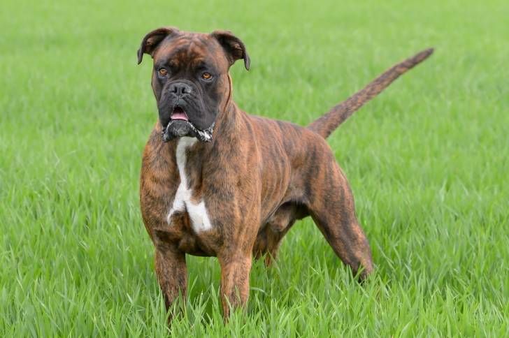 Un Boxer qui se promène dans un jardin