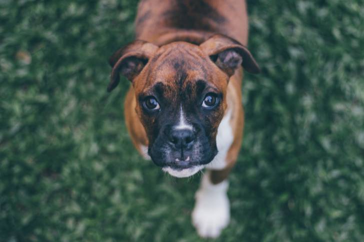 Un Boxer regarde vers l'objectif