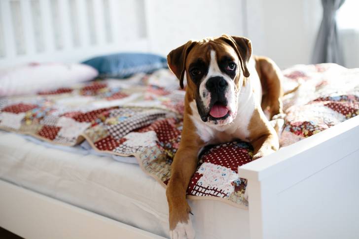 Un Boxer allongé sur un lit