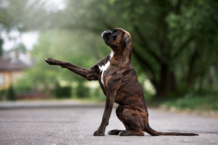 Un Boxer bringé en train de donner la patte
