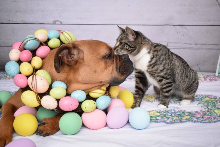 Un Boxer en train de jouer avec un chat