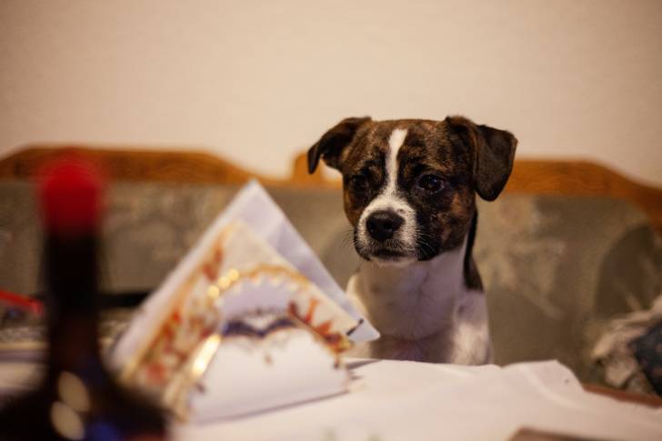 Un Boxer en train de regarder un diner sur la table 