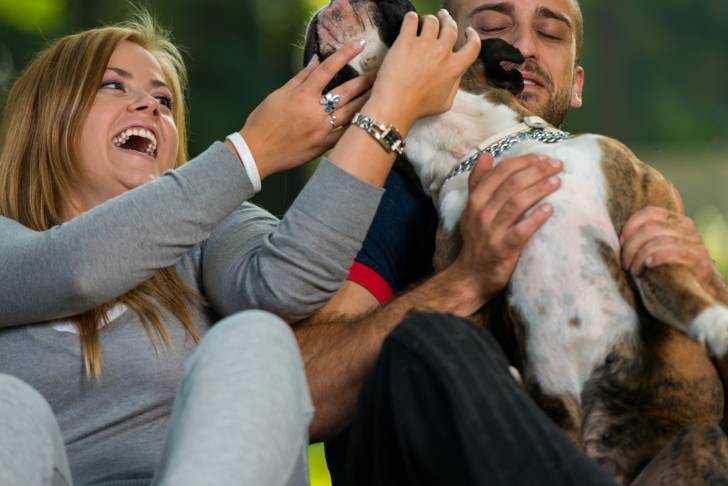 Un Boxer dans les bras d'un couple