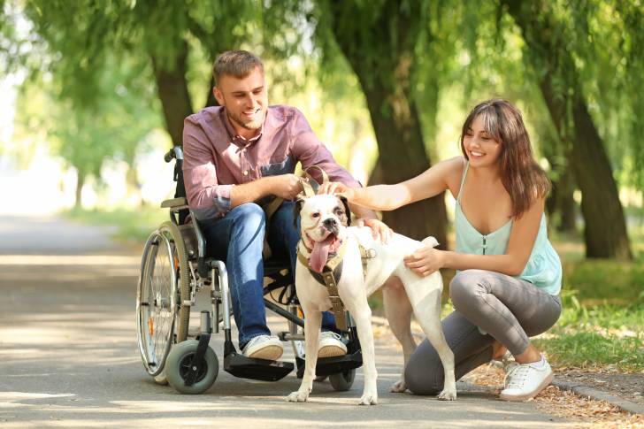 Un Boxer utilisé comme chien d'assistance