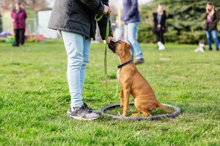 Un Boxer écoute son propriétaire pendant un entrainement 