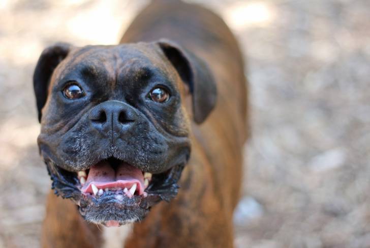 Un Boxer avec un visage souriant