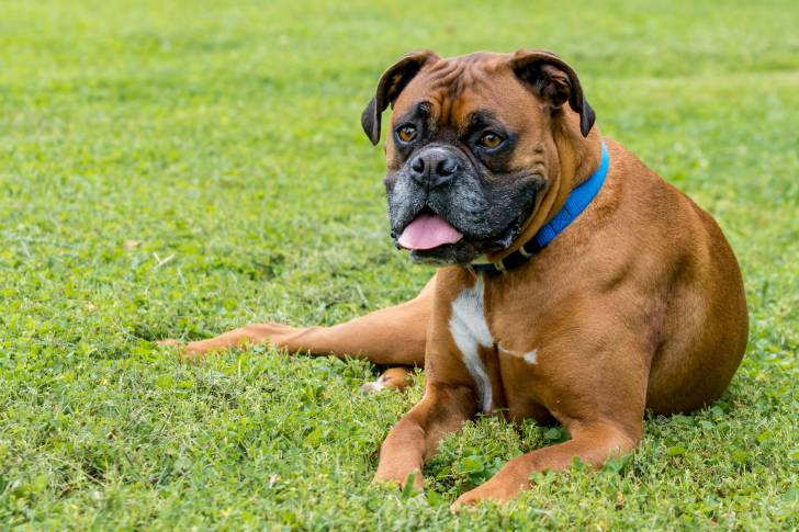 Photo Boxer