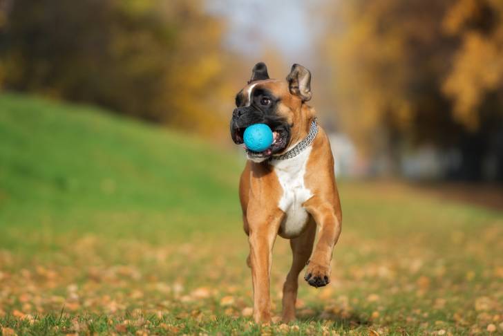Photo Boxer