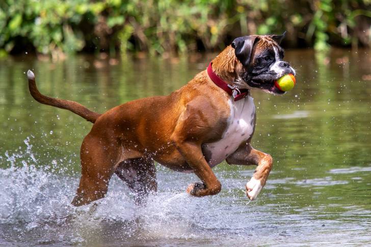 Photo Boxer