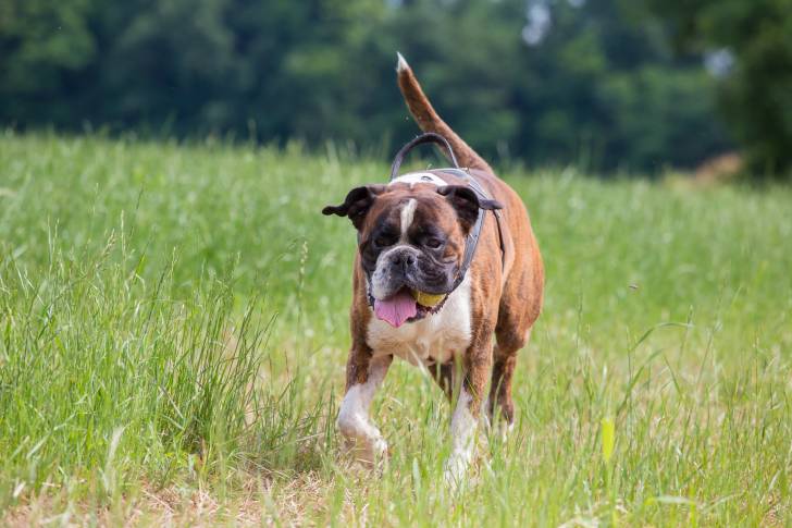 Photo Boxer