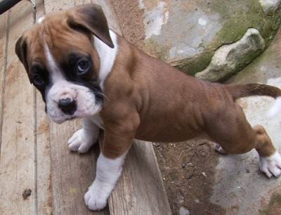 Bruiser - Boxer Mâle (11 mois)