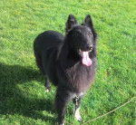 Gajeel des perles noires - Groenendael Mâle (2 ans)