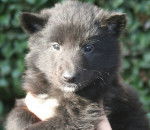 Gajeel des Perles Noires - Groenendael Mâle (5 mois)