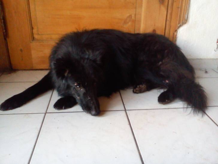 Lucky - Groenendael Mâle (8 ans)