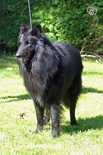 Cadabra - Groenendael Mâle