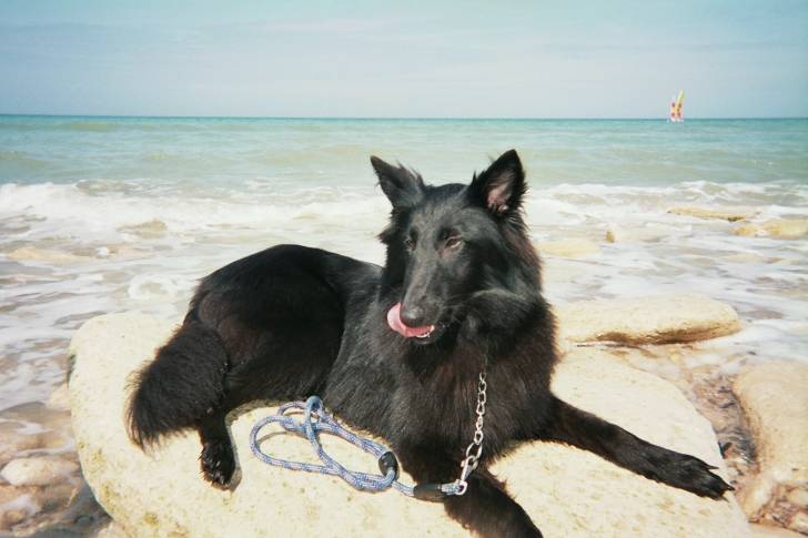 Choops - Groenendael (2 mois)