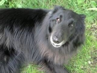 falco - Groenendael Mâle (15 ans)