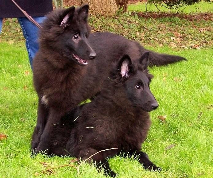 kamila - Groenendael (5 mois)