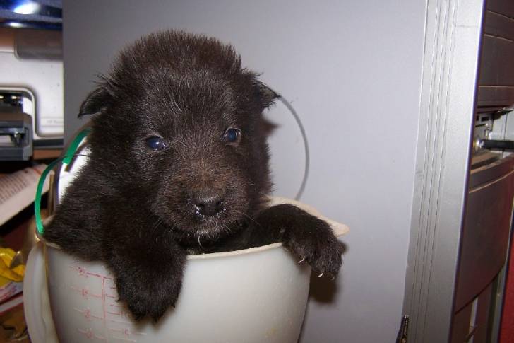 kamila - Groenendael (5 mois)