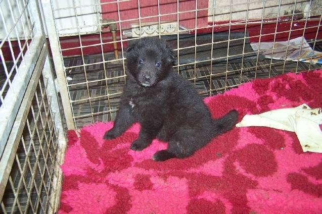 kamila - Groenendael (2 mois)
