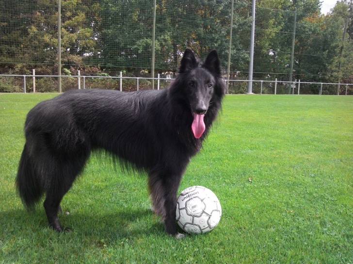 Gajeel des perles noires - Groenendael Mâle (2 ans)