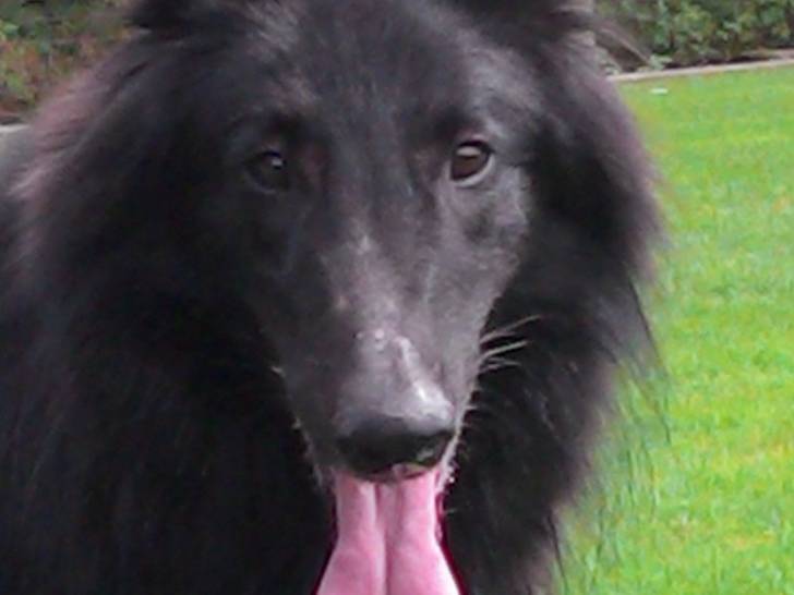 Gajeel des perles noires - Groenendael Mâle (2 ans)
