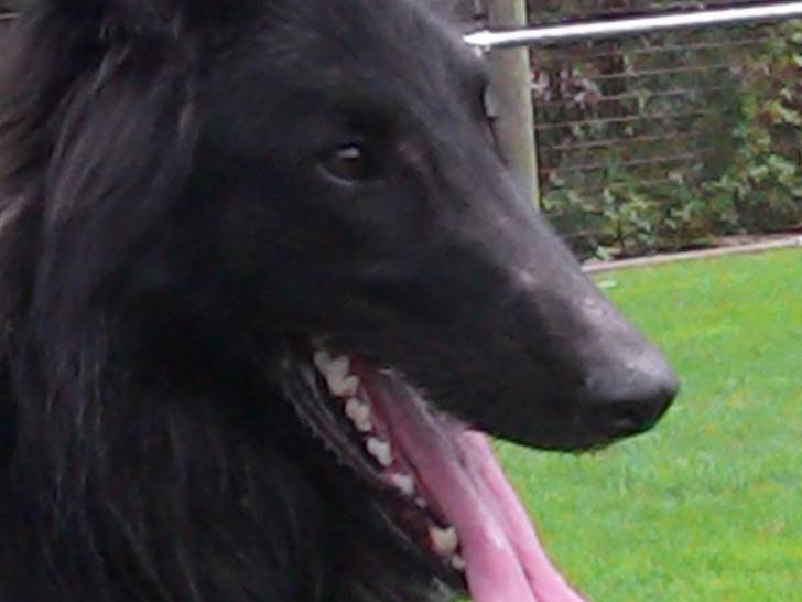 Gajeel des perles noires - Groenendael Mâle (2 ans)
