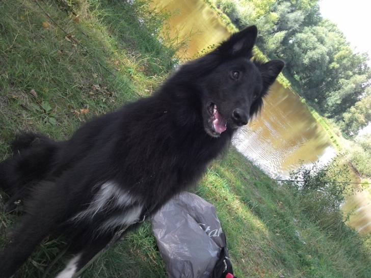 Gajeel des perles noires - Groenendael Mâle (2 ans)