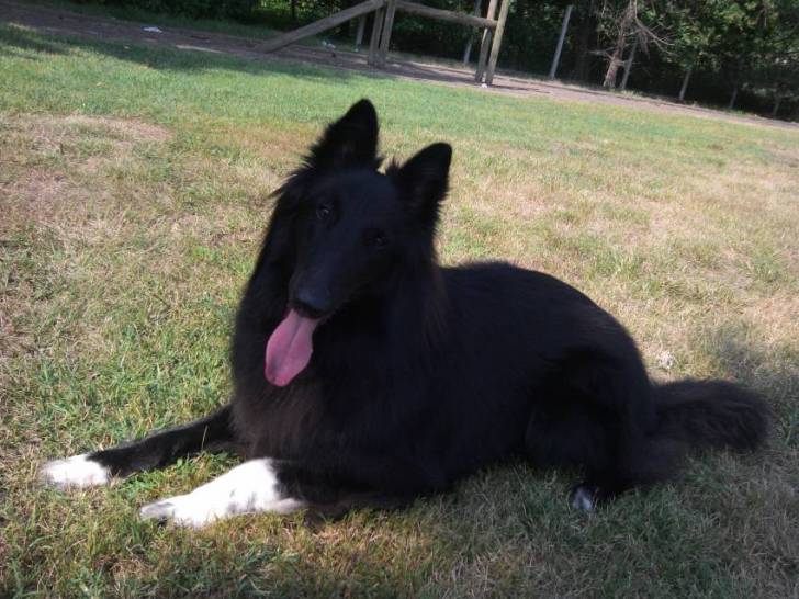 Gajeel des Perles Noires - Groenendael Mâle (2 ans)