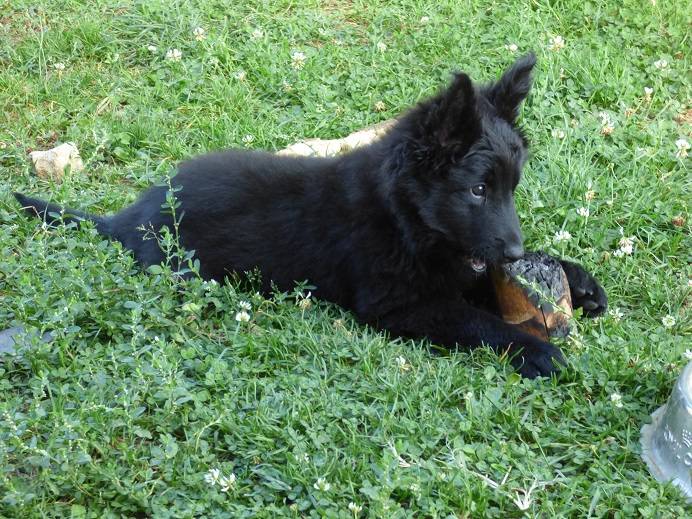 Jess - Groenendael (2 mois)