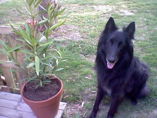 Venys - Groenendael (6 ans)
