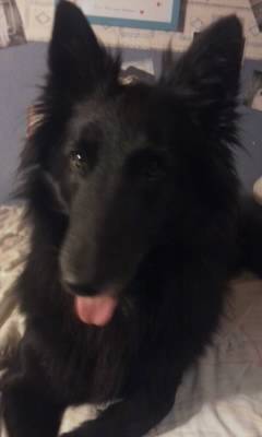 Badyanne - Groenendael (4 ans)