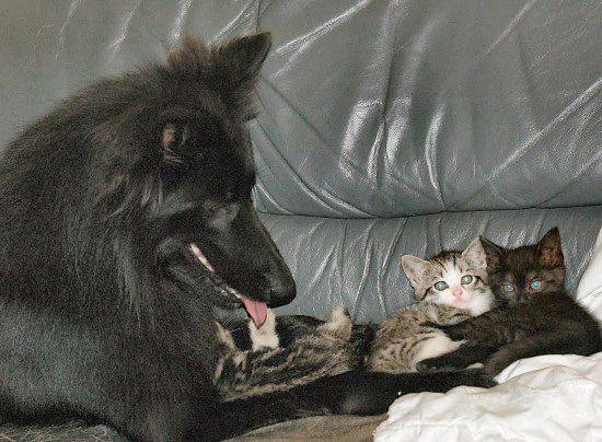 Anakin et les chatons - Groenendael