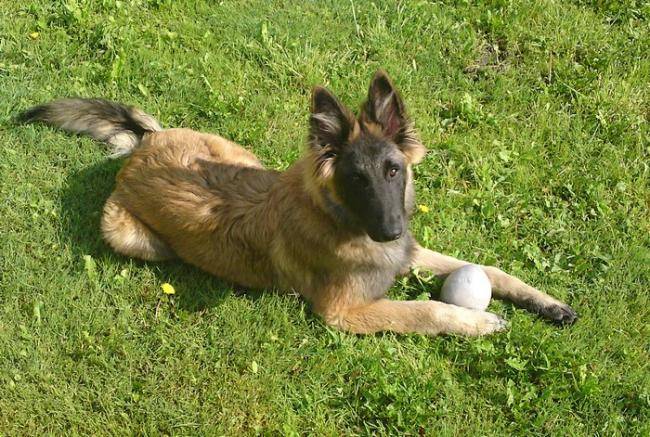 ATHOS berger belge de 5 mois - Groenendael (5 mois)