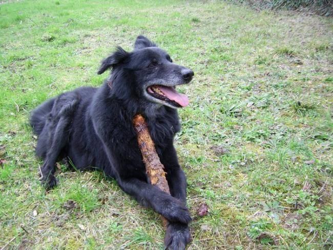 Lucky - Groenendael