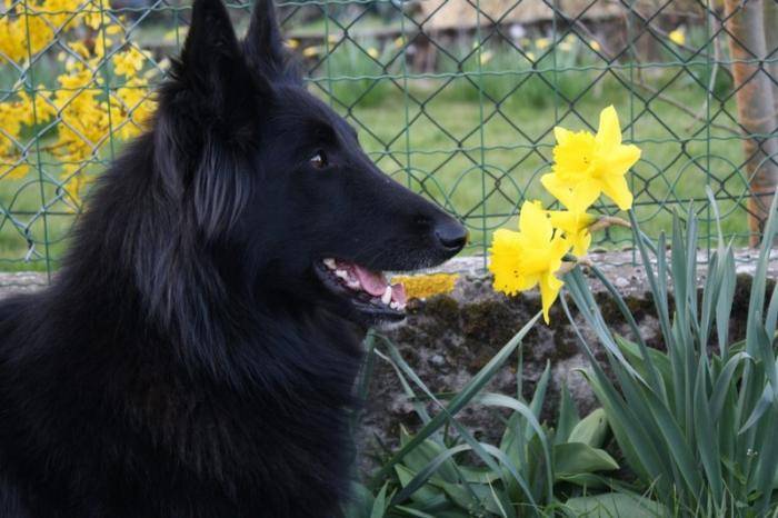 Dipsy du Domaine de Kirikou - Groenendael