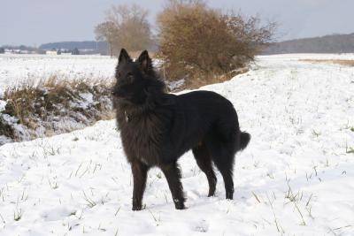 Ehron - Groenendael Mâle (1 an)