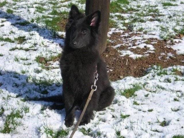 hindy - Groenendael (4 mois)