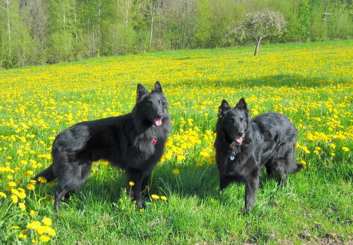 Photo Groenendael