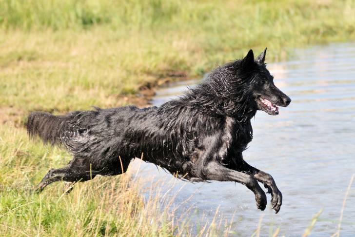 Photo Groenendael