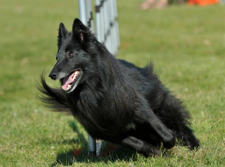 Photo Groenendael
