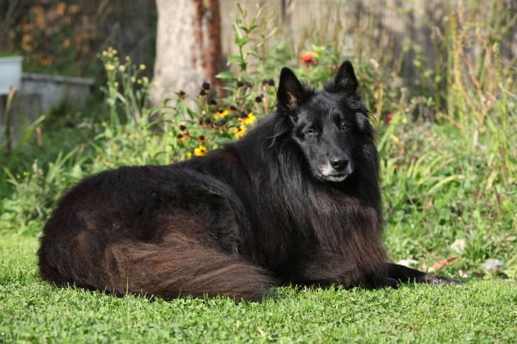 Un Groenendael noir allongé dans l'herbe