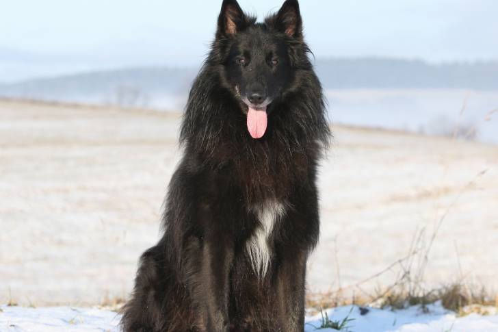Photo Groenendael