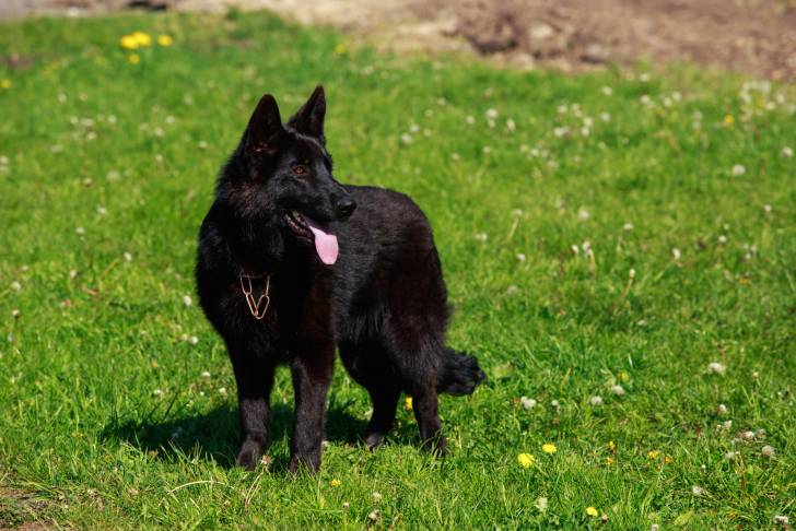 Photo Groenendael