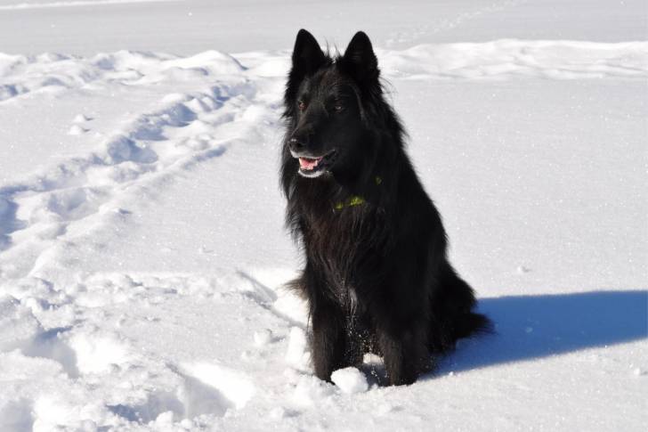 Photo Groenendael