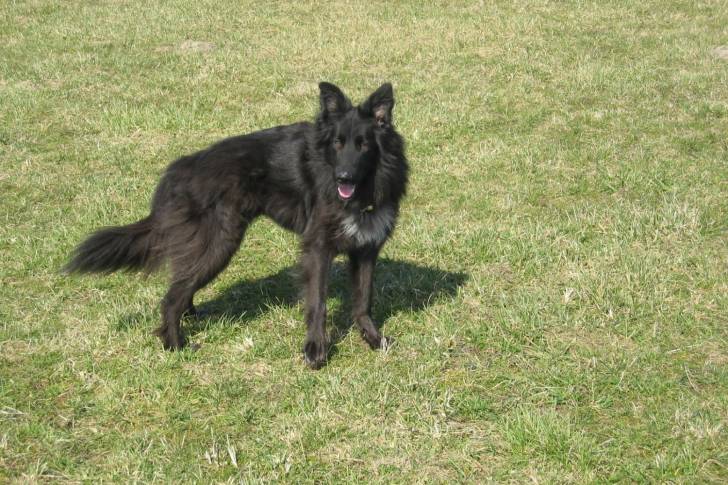 Photo Groenendael