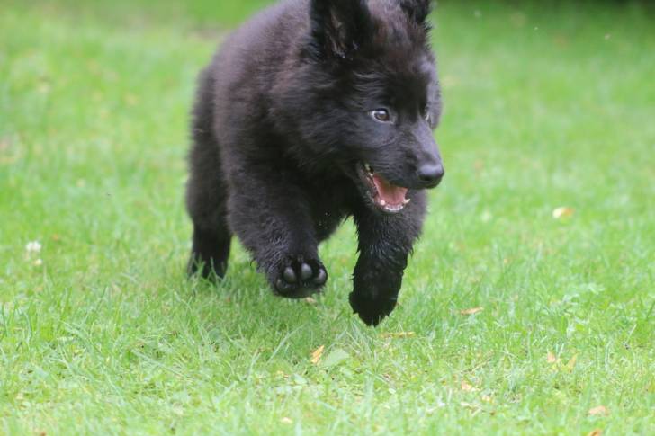 Photo Groenendael