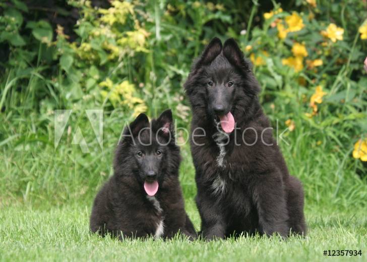 Photo Groenendael