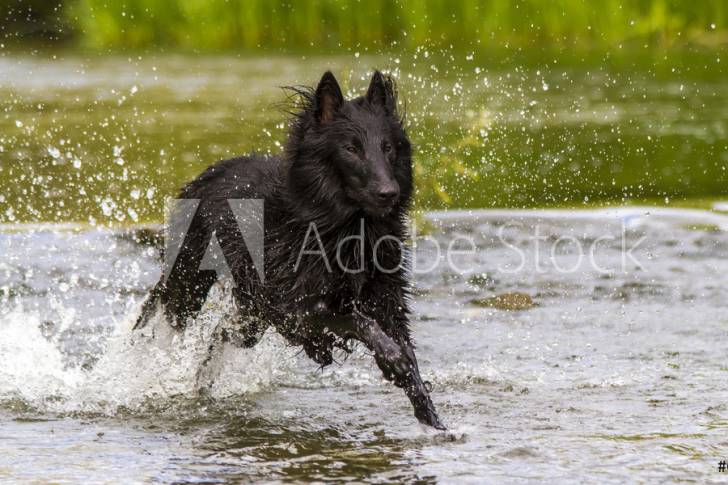 Photo Groenendael